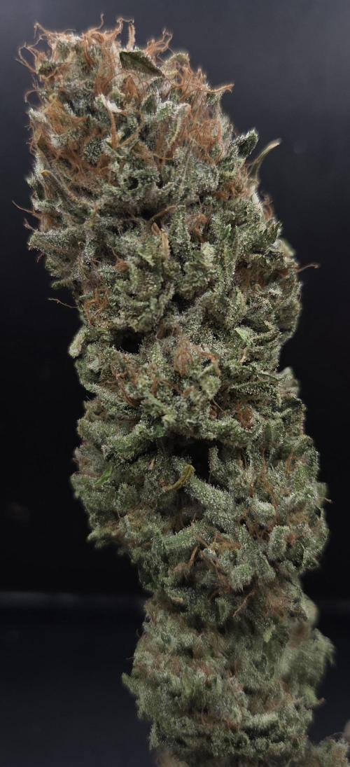 Original Oreoz. Week 15