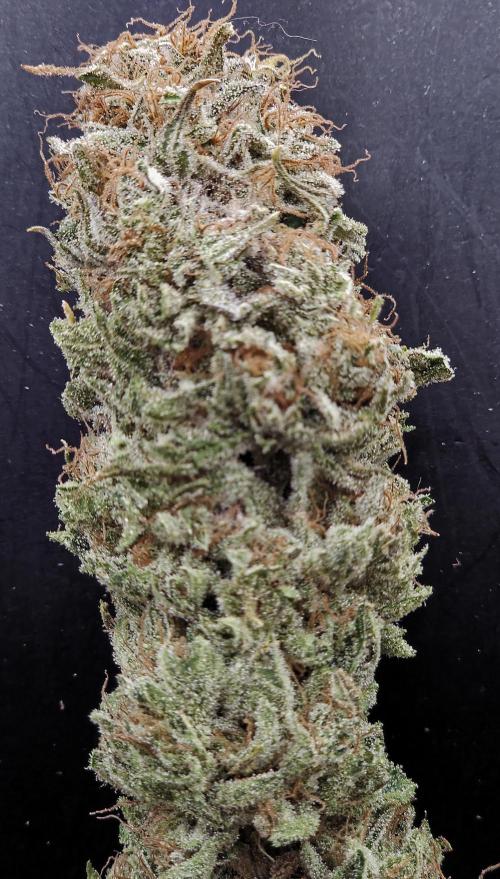 Original Oreoz. Week 15