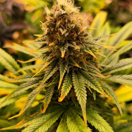 Original Oreoz. Week 15