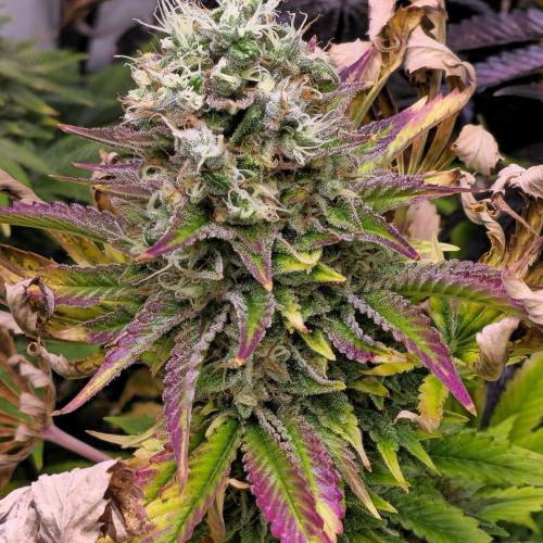 Purple Punch RQS. Week 16