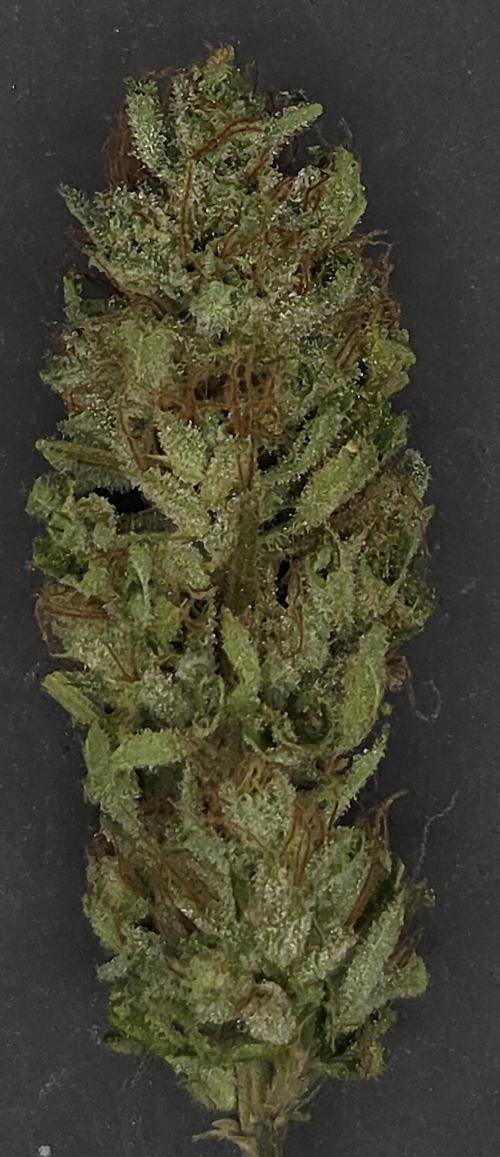Purple Punch RQS. Week 16