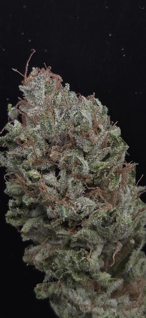 Purple Punch RQS. Week 16