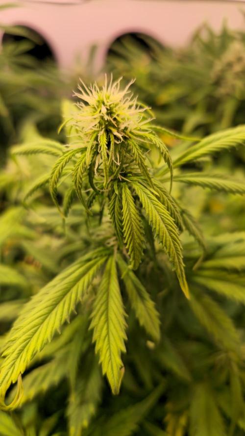 AutoflowerWorldCupBeingThereIsEverything. Week 7