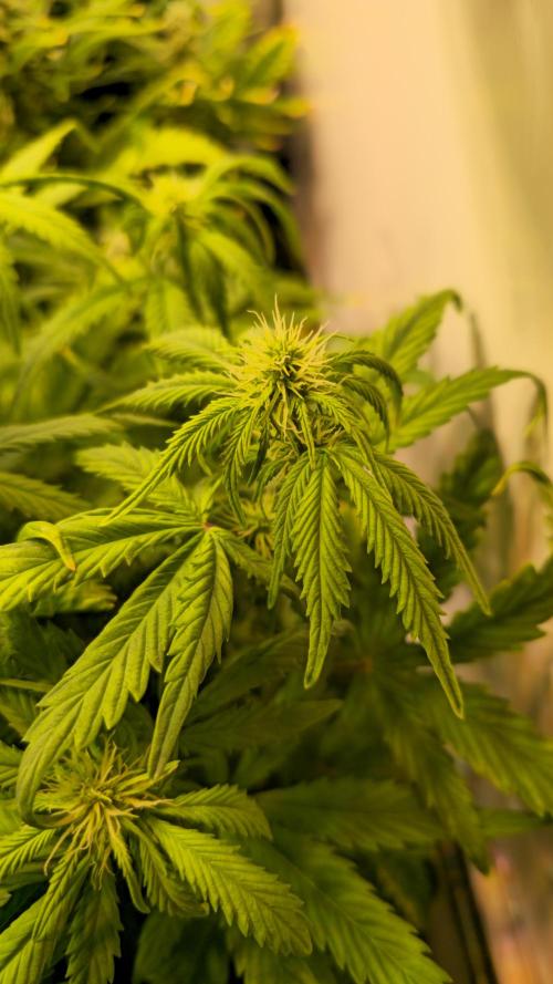 AutoflowerWorldCupBeingThereIsEverything. Week 7