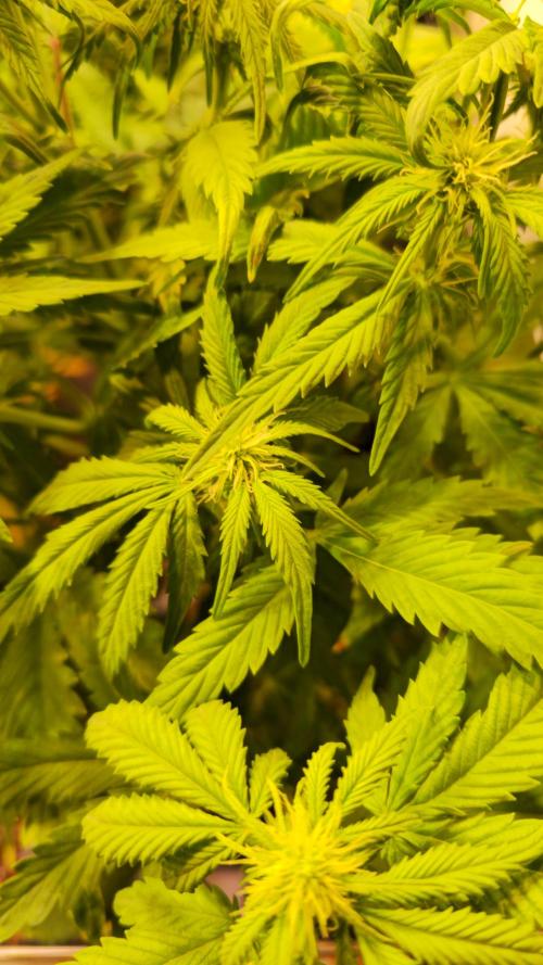 AutoflowerWorldCupBeingThereIsEverything. Week 7