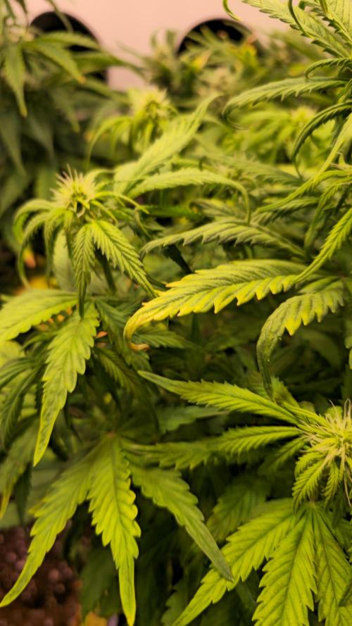 AutoflowerWorldCupBeingThereIsEverything. Week 7
