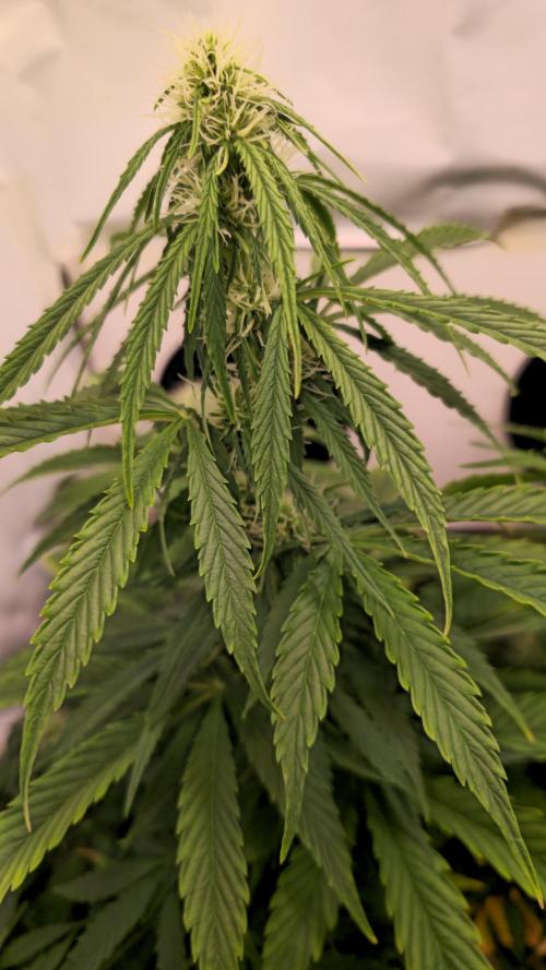 AutoflowerWorldCupBeingThereIsEverything. Week 7