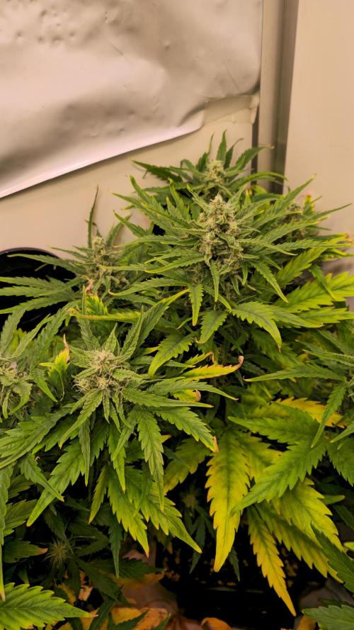 AutoflowerWorldCupBeingThereIsEverything. Week 7