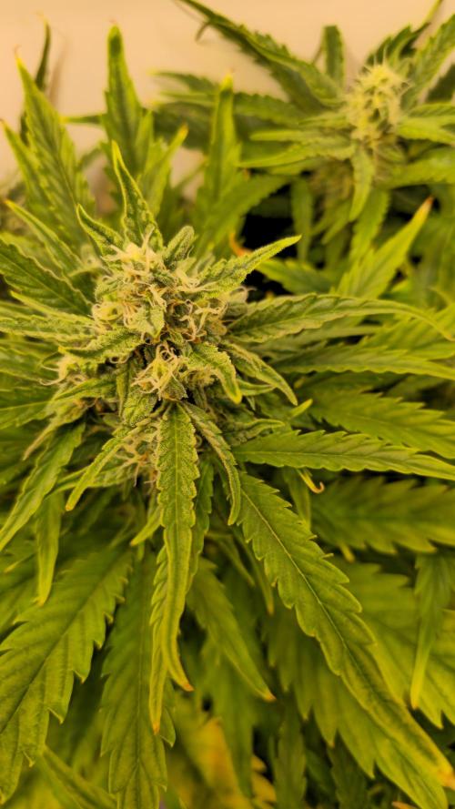 AutoflowerWorldCupBeingThereIsEverything. Week 7