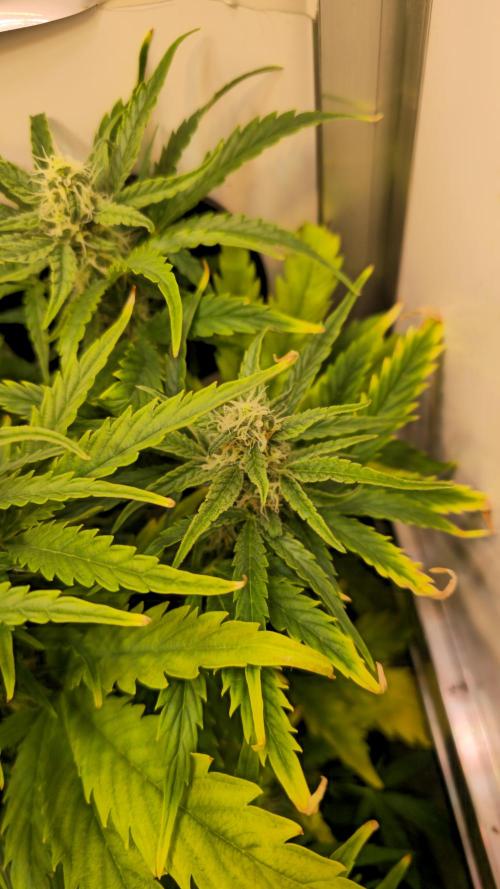 AutoflowerWorldCupBeingThereIsEverything. Week 7