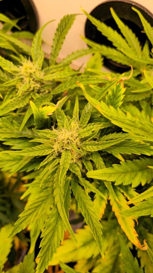 AutoflowerWorldCupBeingThereIsEverything. Week 7