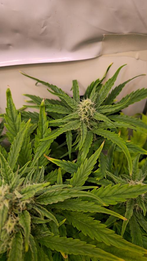AutoflowerWorldCupBeingThereIsEverything. Week 7