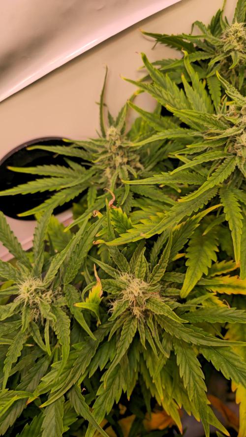 AutoflowerWorldCupBeingThereIsEverything. Week 7