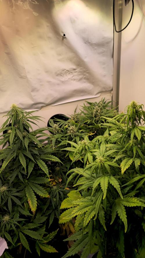 AutoflowerWorldCupBeingThereIsEverything. Week 7