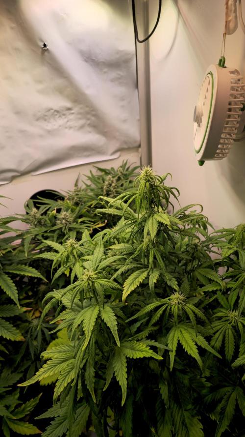 AutoflowerWorldCupBeingThereIsEverything. Week 7