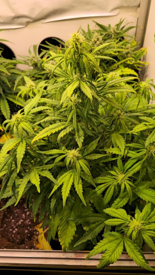AutoflowerWorldCupBeingThereIsEverything. Week 7