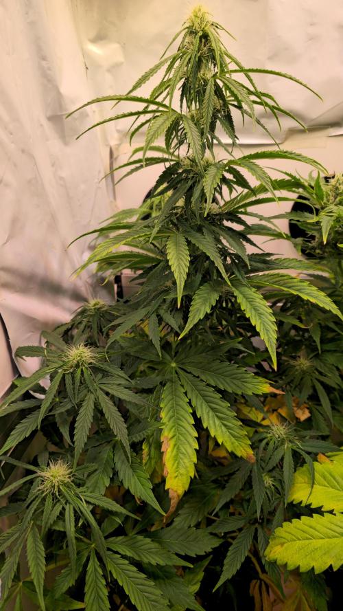 AutoflowerWorldCupBeingThereIsEverything. Week 7