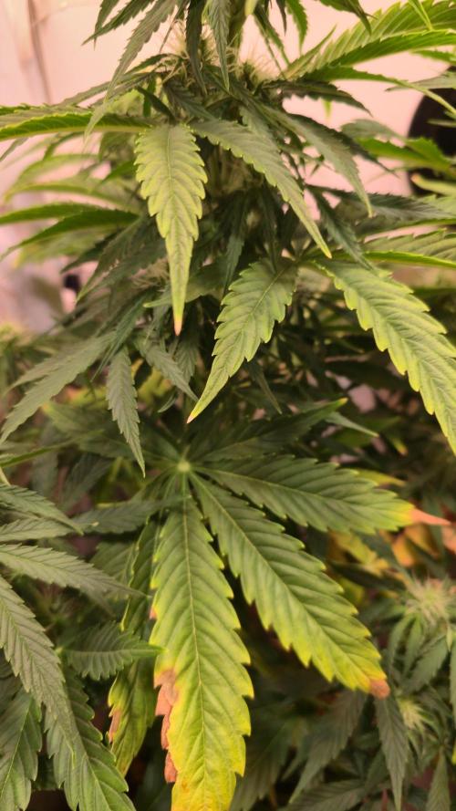 AutoflowerWorldCupBeingThereIsEverything. Week 7