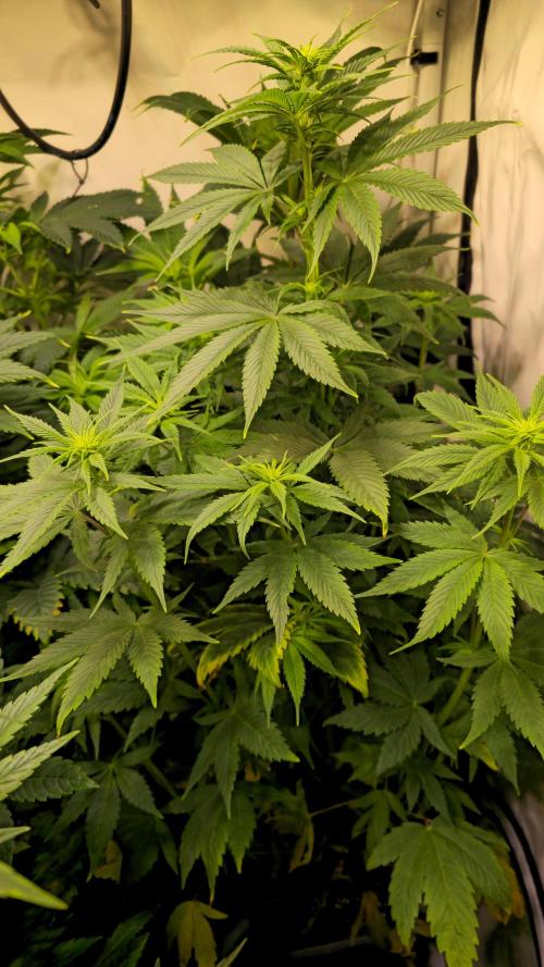 Strawberry Cola Sherbet. Week 7