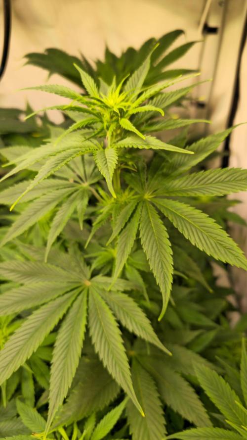 Strawberry Cola Sherbet. Week 7