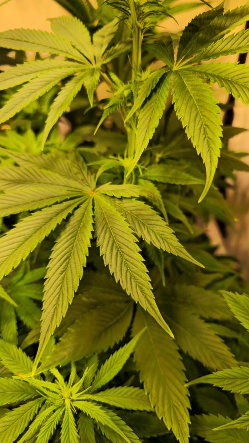Strawberry Cola Sherbet. Week 7