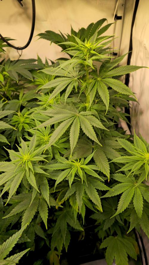 Strawberry Cola Sherbet. Week 7