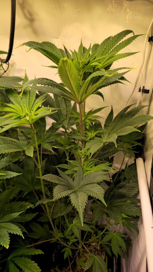 RS 11. Week 7
