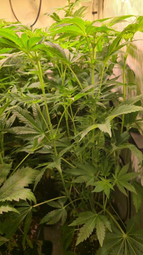 Guava Spritz. Week 7