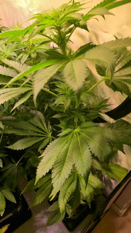 A.Moonrocks #3. Week 7