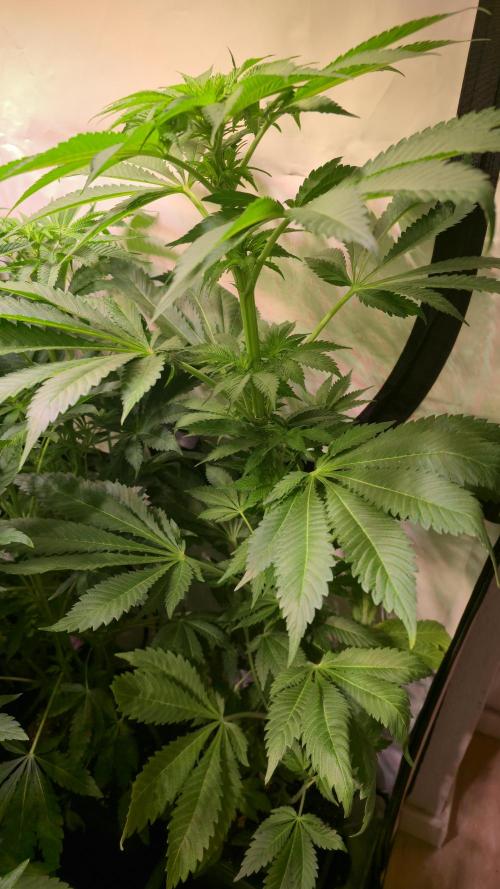 A.Moonrocks #3. Week 7