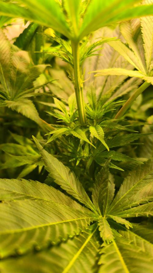 Biscotti Vanilla. Week 7