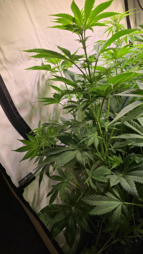 Fishy Zoap. Week 7