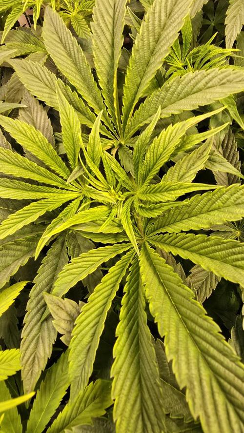 Drizle Pickle. Week 7