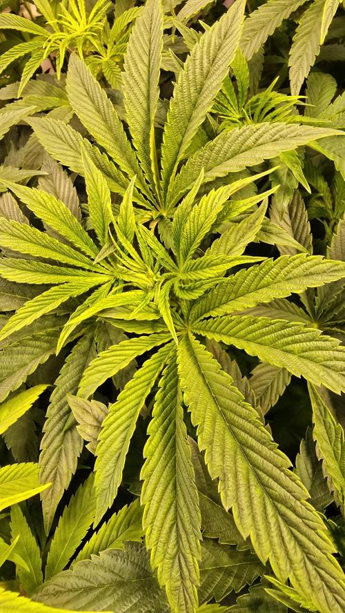 Drizle Pickle. Week 7