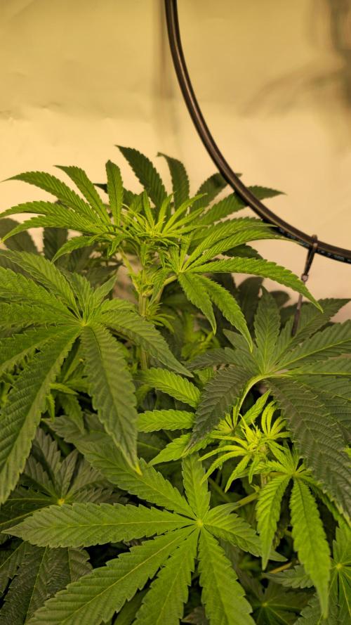 F.U.H. Week 7