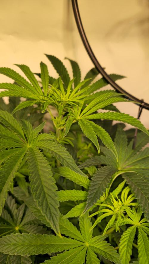 F.U.H. Week 7