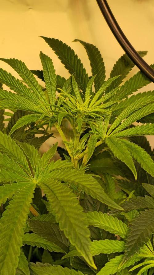 F.U.H. Week 7