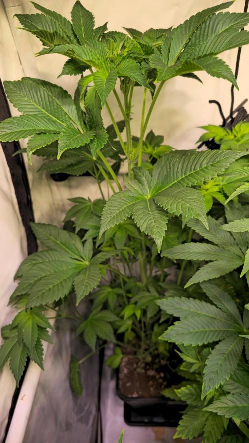 Fruit Cake. Week 7