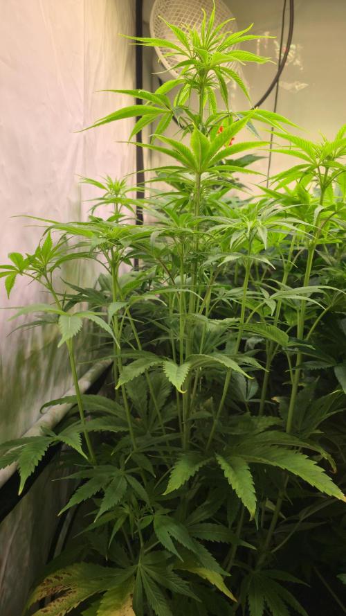 Cali Crasher. Week 7