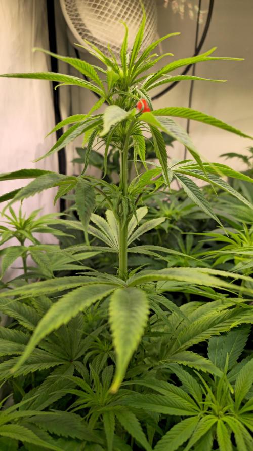 Cali Crasher. Week 7