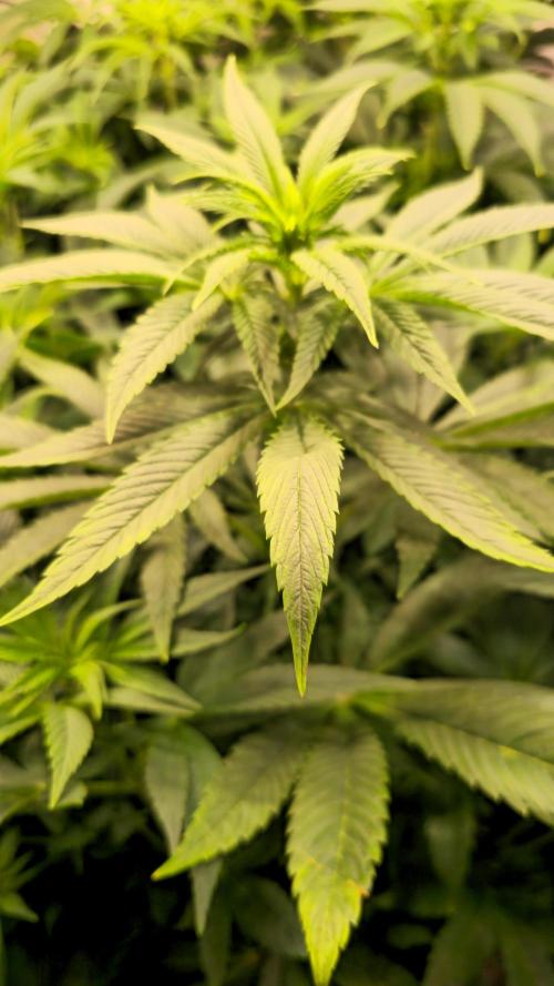 Zkittlez. Week 7