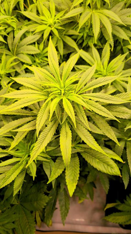 Zkittlez. Week 7