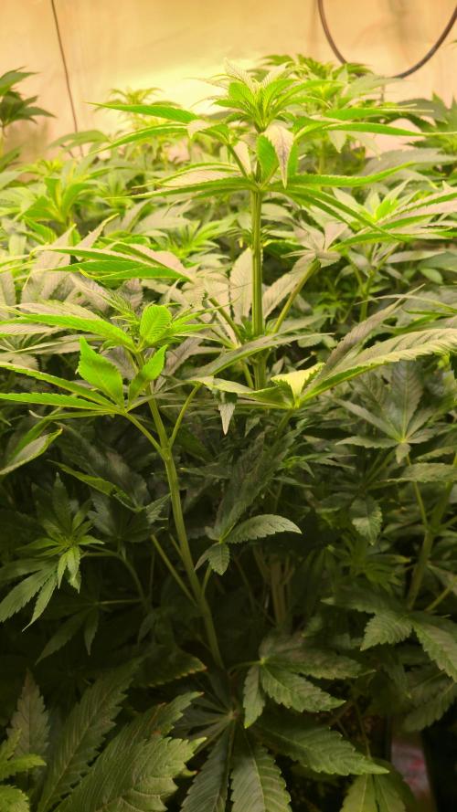 Zkittlez. Week 7