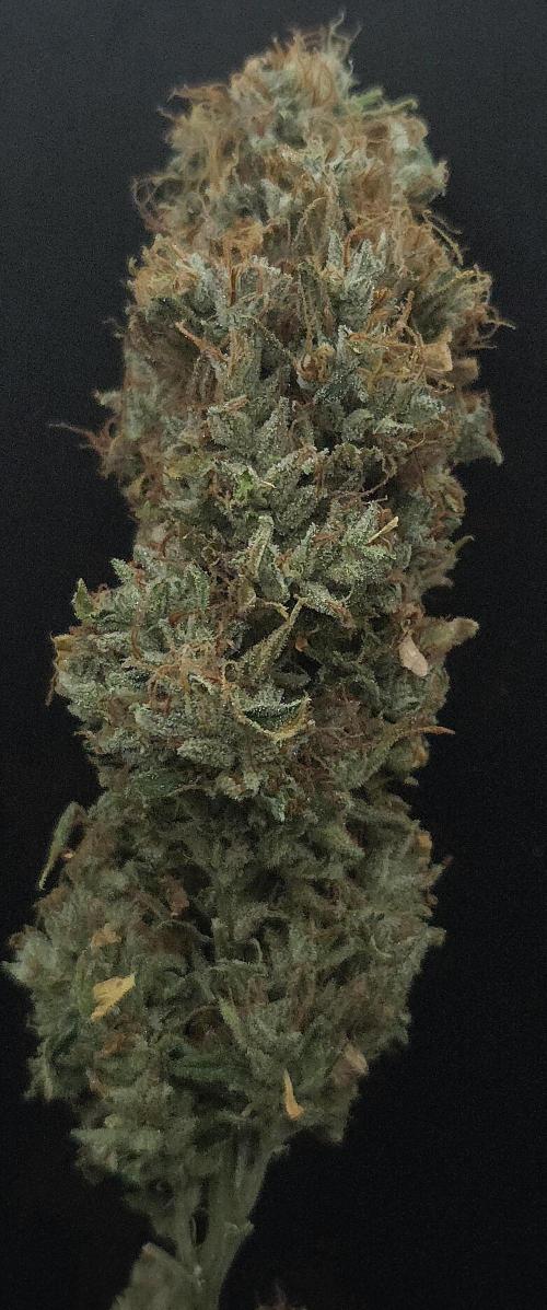 Forbidden Mochi. Week 16