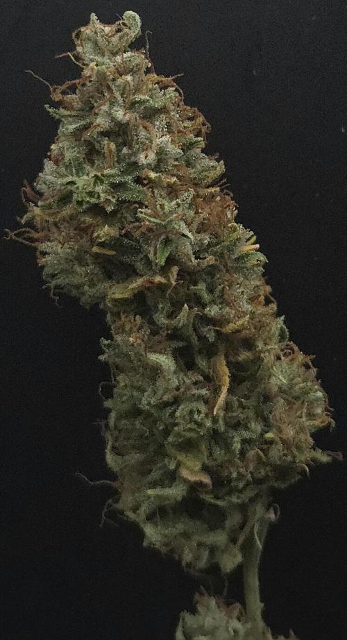 Forbidden Mochi. Week 16