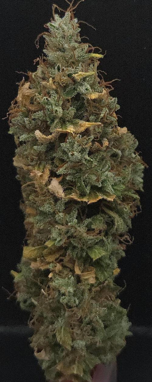 Forbidden Mochi. Week 16