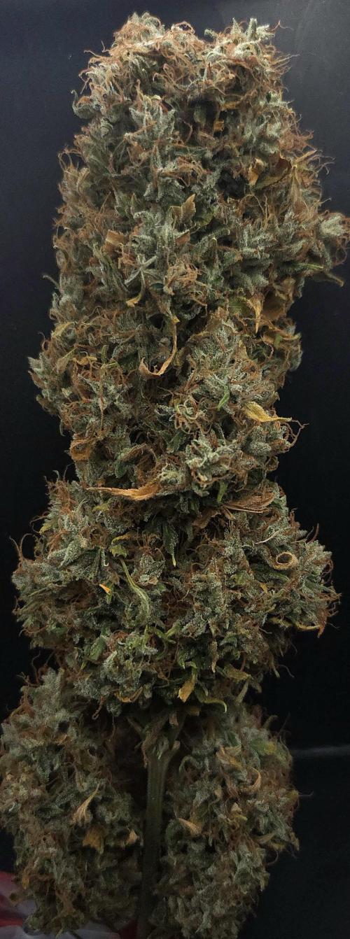 Forbidden Mochi. Week 16