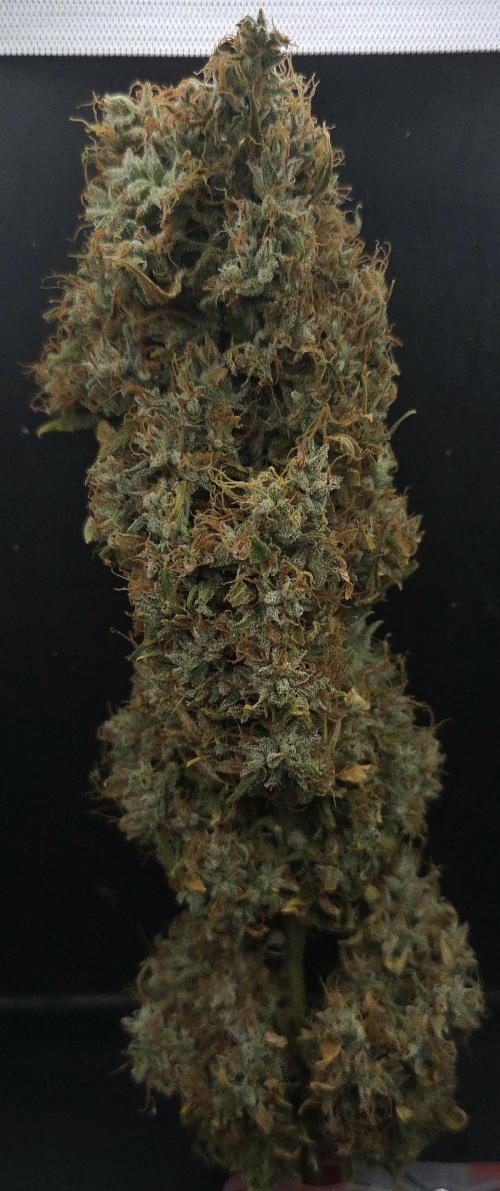 Forbidden Mochi. Week 16