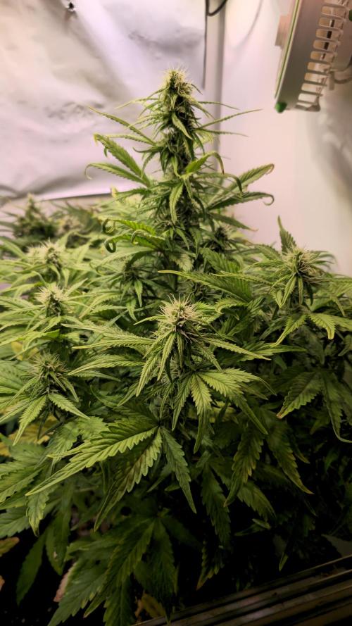 AutoflowerWorldCupBeingThereIsEverything. Week 8