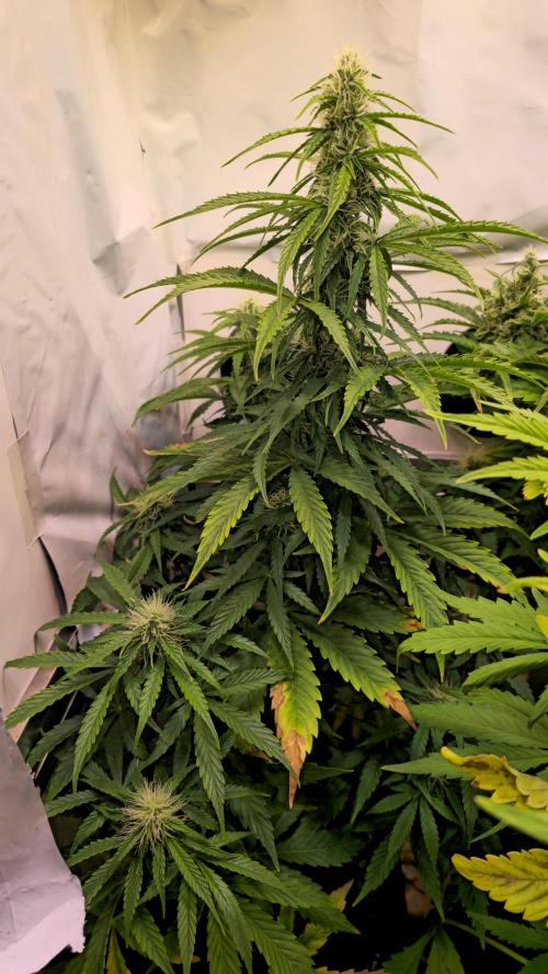 AutoflowerWorldCupBeingThereIsEverything. Week 8